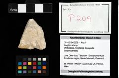 Foto (Objekt + Etikett) von Lecythocaris sp.  (NHMW-GEO-2014-0194-0209)